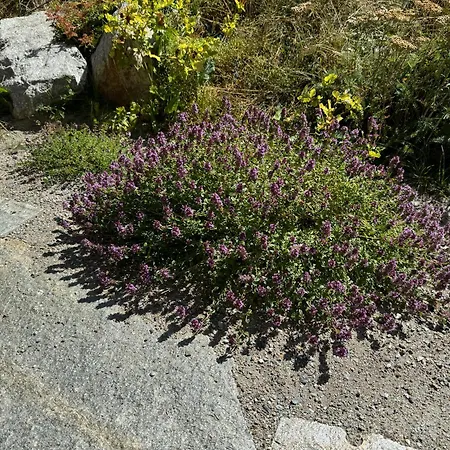 Tannegg Saas-Fee
